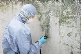 Why You Should Choose Our Mold Remediation Services in Prospect Park, NJ